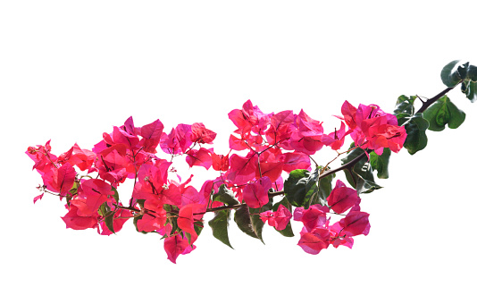 Bougainvillea on white