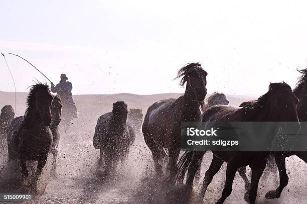 Morning Of The Ulan Integration Grassland Stock Photo - Download Image Now - Activity, Animal, Back Lit