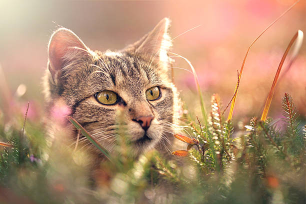 Careless cat lying on the grass and enjoying the Spring sun shining directly at him