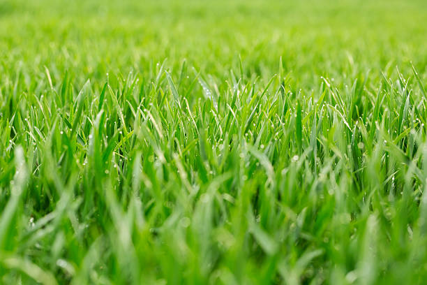 istock Close up of fresh thick grass with water drops 515011614