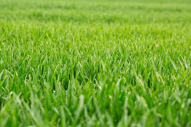 primo piano di erba fresca con gocce d'acqua di grande spessore - grass water dew green foto e immagini stock