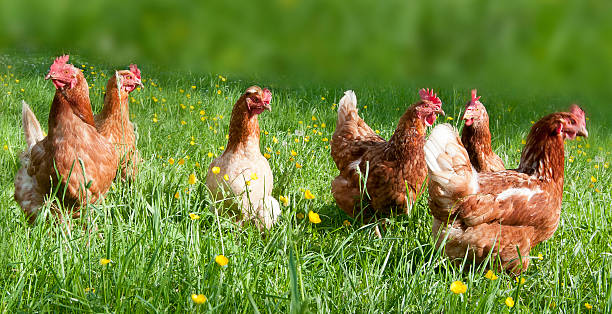 lucky de pollo - chicken animal farm field fotografías e imágenes de stock