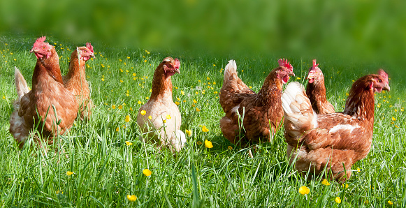 Free range chicken on an organic farm in Austria; Free-range chickens on a farm in Upper Austria