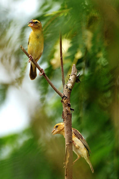 istock Asian Golden Weaver 515013763