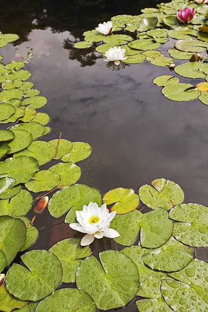 istock Charming pond with a white lily in the spring 515014437