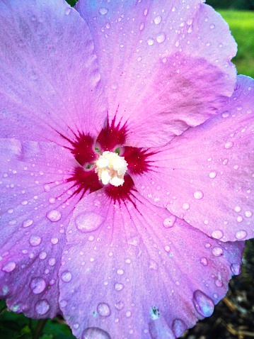 A wonderful hibiskus flower with rain drops on it.