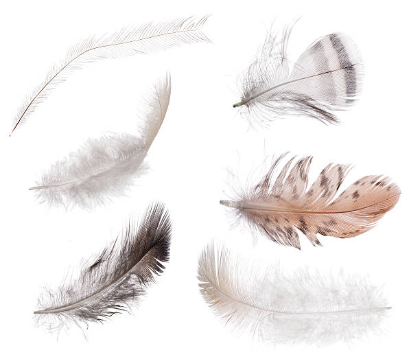 istock collection of six isolated feathers 515014657