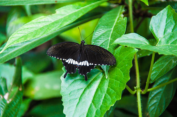 istock Dark butterfly flying in plants 515015171