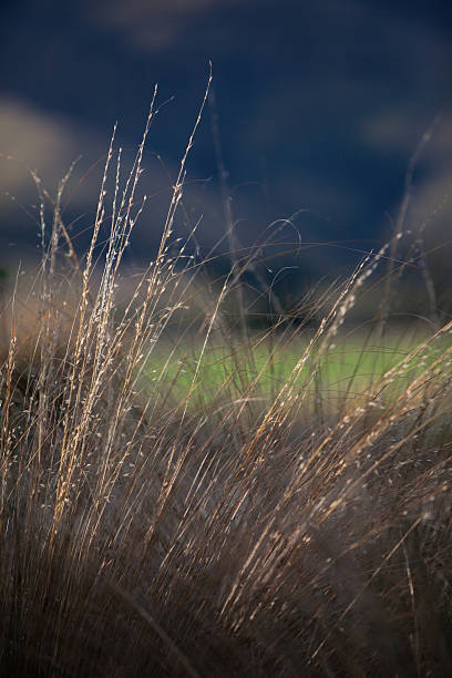 long grama - long grass uncultivated plant stage plant condition - fotografias e filmes do acervo