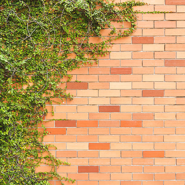 istock green creeper plant on brick wall 515047577