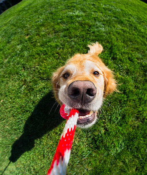 istock Tug-of-war with dog 515048407