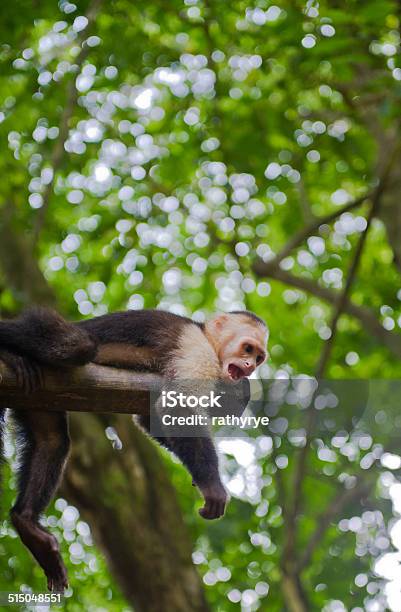 Scheming Monkey Stock Photo - Download Image Now - Animal Wildlife, Central America, Cloud Forest