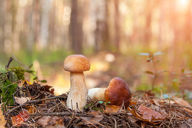 istock Two cep Mushrooms in the moss. autumn forest 515048773