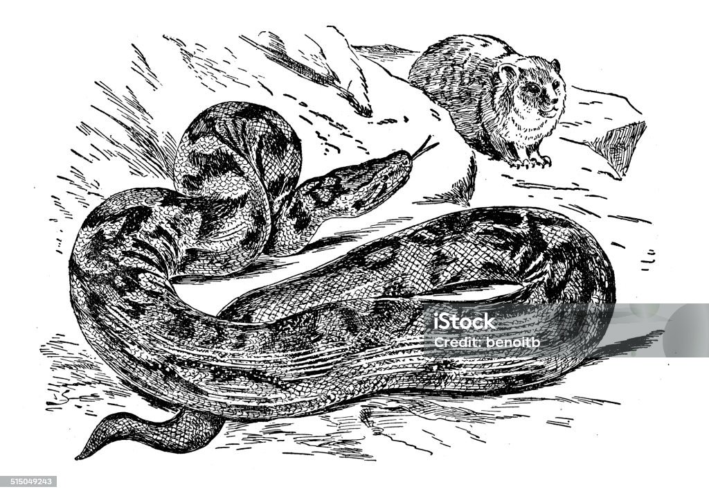 Natal Python 19th Century Style stock illustration