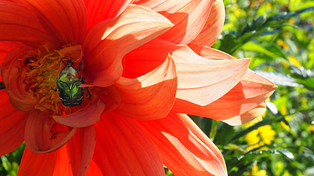 blumen und pflanzen - schã¶nheit стоковые фото и изображения