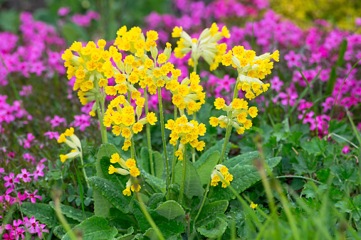 Bunch of Primula veris in garden in sunlight during early summer, Sweden