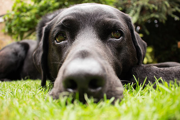 ディフェンシブエンド、のんびりとラブラドール州 - dog black labrador retriever animal nose ストックフォトと画像