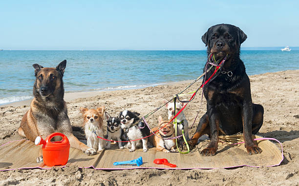 istock dogs on the beach 515049793
