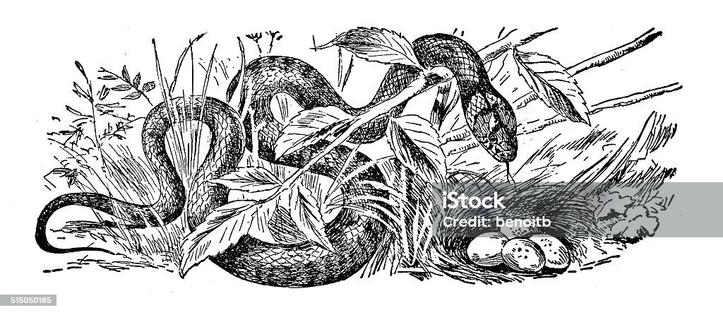 Grass Snake Stock Illustration - Download Image Now - Snake, Drawing