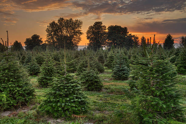 istock Christmas tree farm in morning sunrise 515051215
