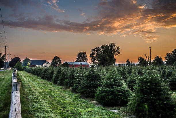 istock Christmas tree farm in morning sunrise 515051219
