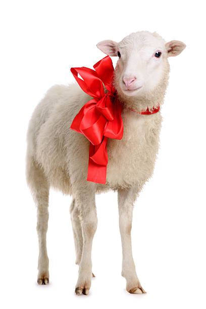 Sheep with bow stock photo