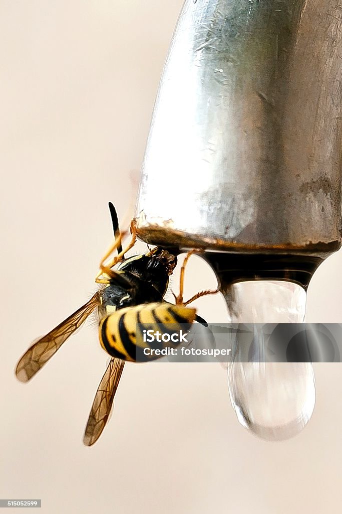 Bee Bee Stock Photo