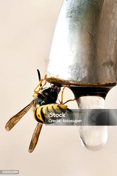 Bee Stock Photo - Download Image Now - Bee, Insect, Jacket