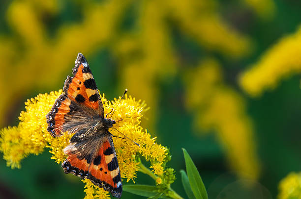 istock butterfly flower urticaria 515054489