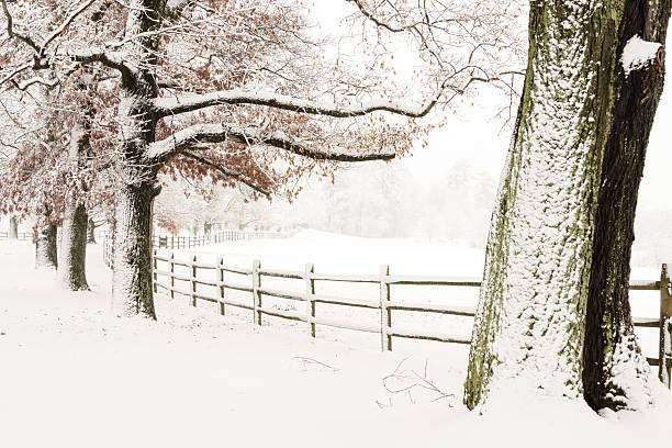 istock XXXL: Snow covered fence and trees next to a field 515054685