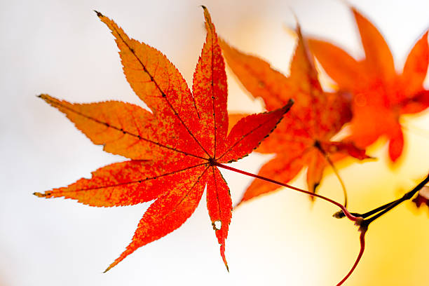 istock Red leaves of Japanese maypole tree 515056378