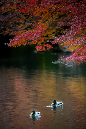 Red leaves of Japanese maypole tree with duck