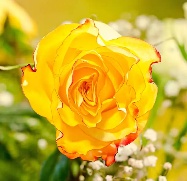 Yellow, orange with red stripes rose flower, close up, isolated, bokeh background.