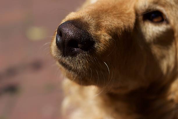 The nose of a one year old golden puppy