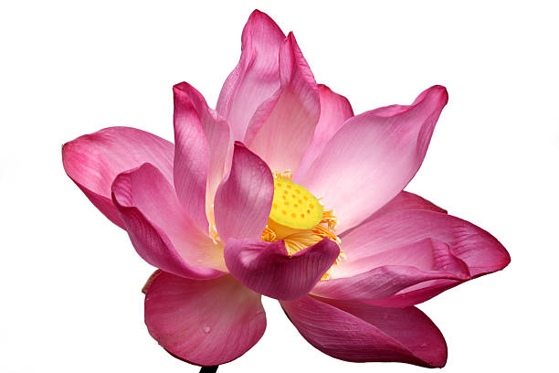 istock lotus flower isolated on white background. 515059022