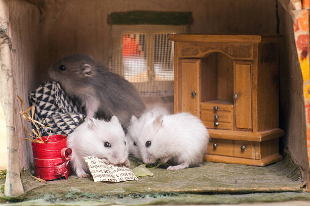 istock Two small hamsters read the newspaper. Imagine room 515059706