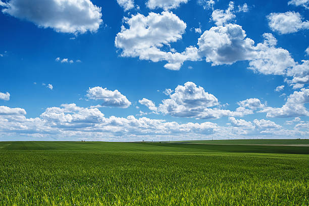 istock Wheat field against blue sky with white clouds. Agriculture. 515060154