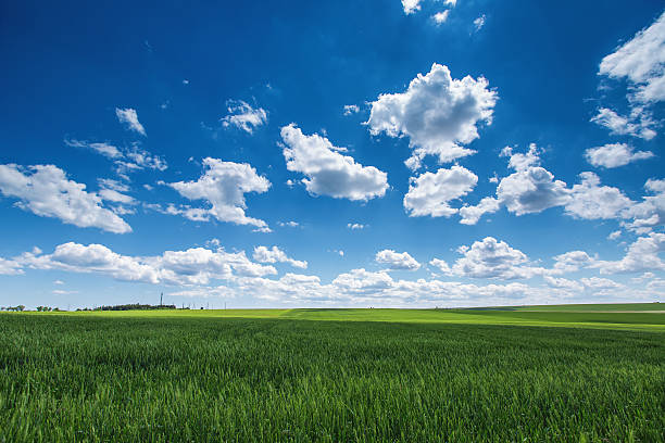 istock Wheat field against blue sky with white clouds. Agriculture scen 515060626