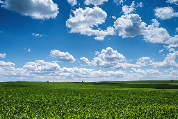 istock Wheat field against blue sky with white clouds. Agriculture scen 515060696