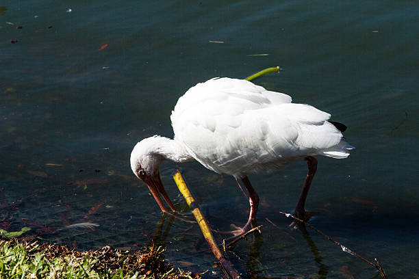istock Ibis Hunting For Food 515060718