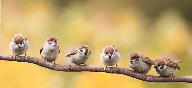 nestlings of a sparrow sitting on a tree branch - sparrows stockfoto's en -beelden