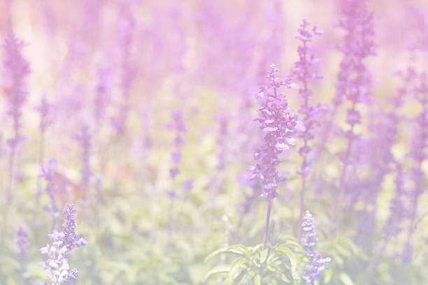 istock salvia flower colorfull soft lighting 515060920
