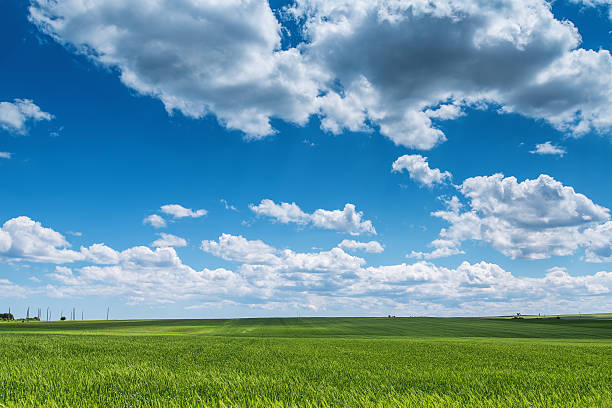istock Wheat field against blue sky with white clouds. Agriculture scen 515060978