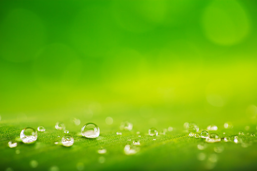Green leaf and water drops close-up, natural green conception