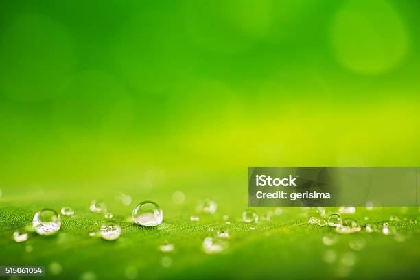 Organic Conception Fresh Green Grass Leaf And Water Drops Back Stock Photo - Download Image Now