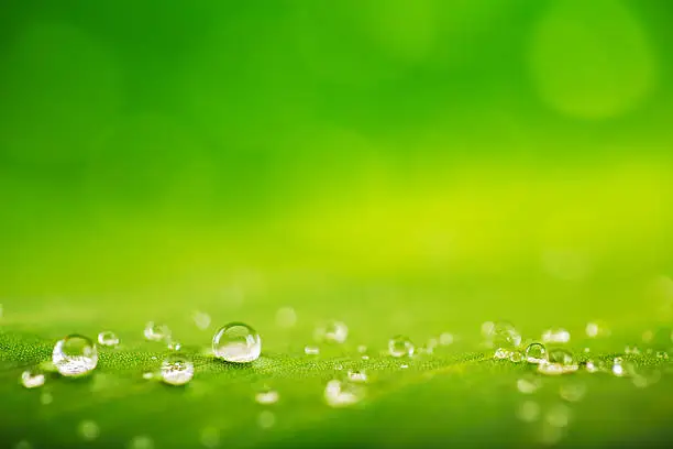 Photo of Organic conception, fresh green grass, leaf and water drops back