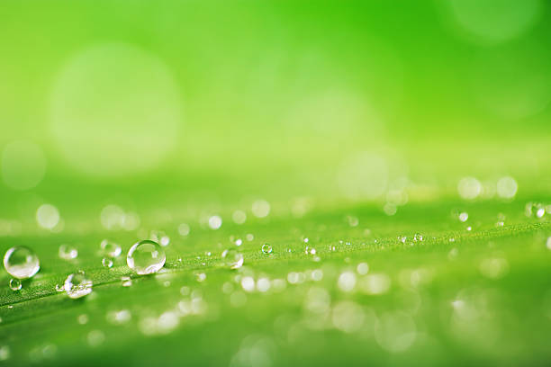 istock Organic conception, fresh green grass, leaf and water drops back 515061110