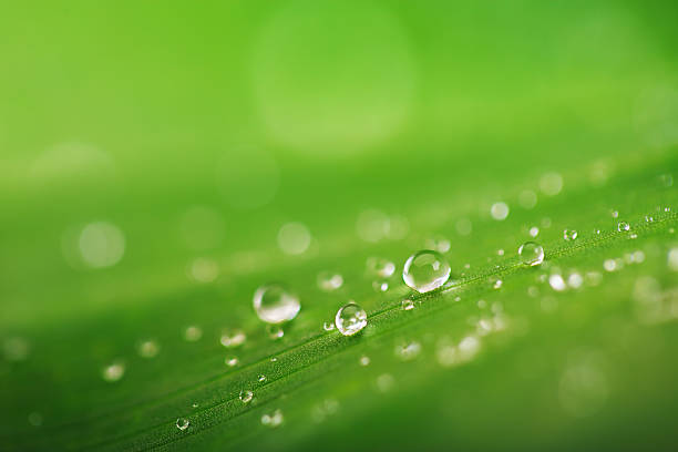 istock Organic conception, fresh green grass, leaf and water drops back 515061174