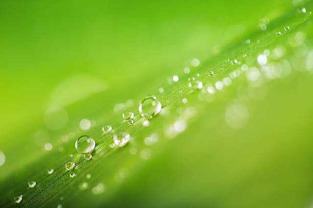 istock Organic conception, fresh green grass, leaf and water drops back 515061214