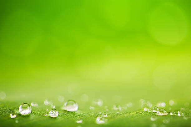 istock Green leaf with drops of water 515061286